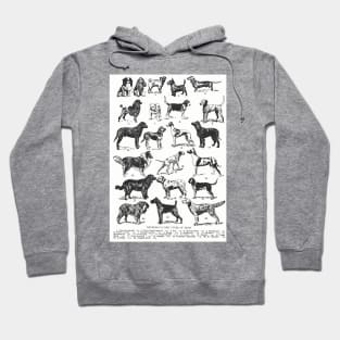 TYPES OF DOGS VETERINARY ILUSTRATION Hoodie